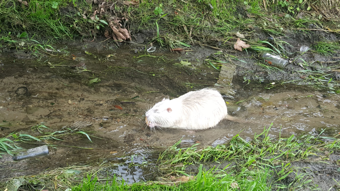 Nutrie z jaworznickiej Byczyny