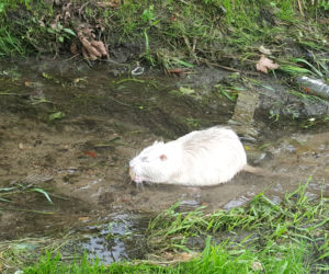 Nutrie z jaworznickiej Byczyny