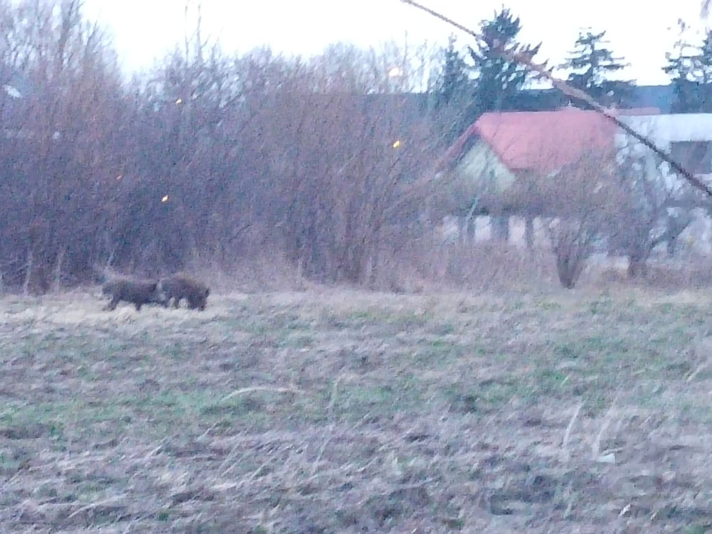 Dziki sieją grozę w Wawrze
