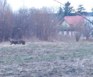 Dziki sieją grozę w Wawrze