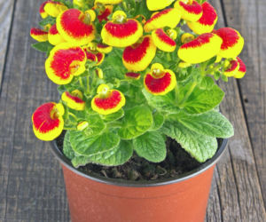 Pantofelnik (Calceolaria)