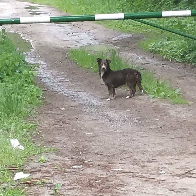Suczka, która czuwała nad zwłokami szczeniaczków ocalona