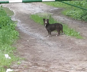 Suczka, która czuwała nad zwłokami szczeniaczków ocalona