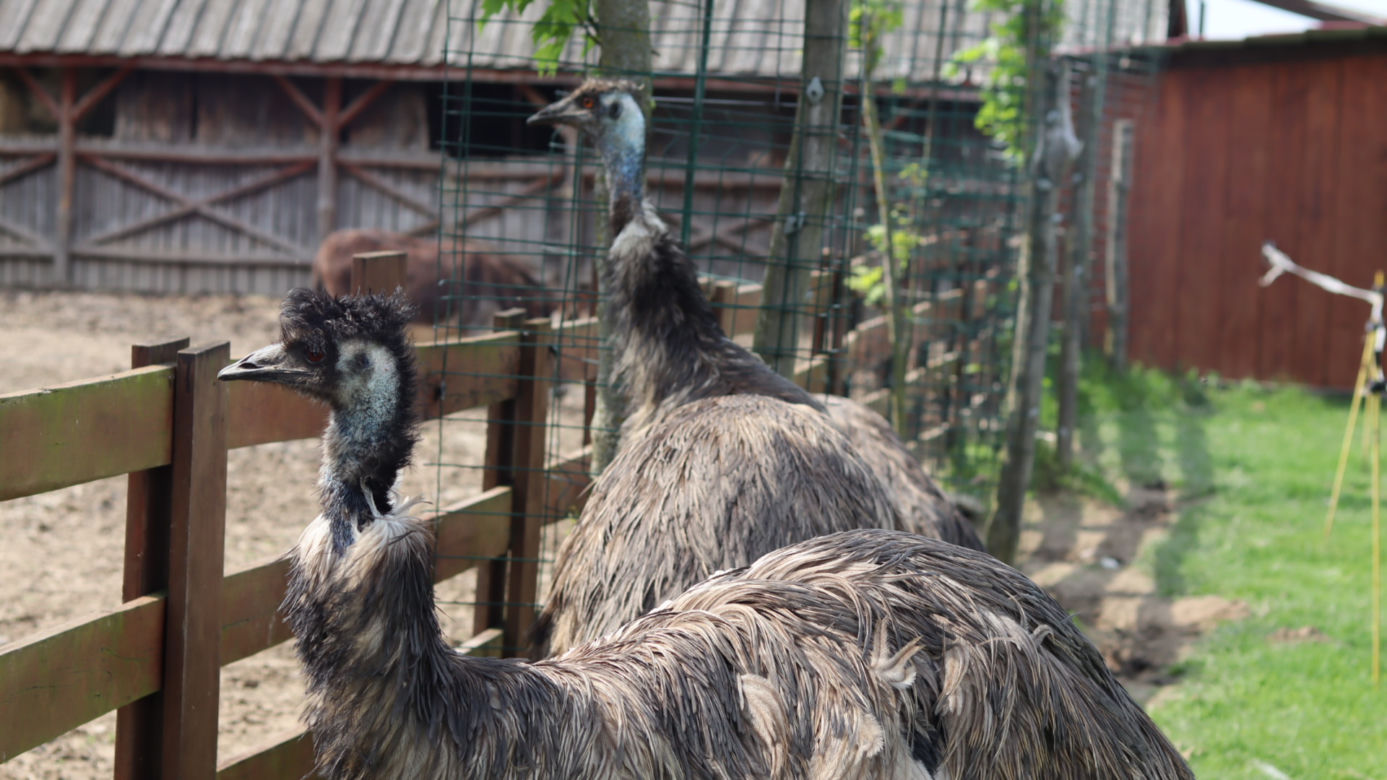 Pomysł na wycieczkę niedaleko Lublina? Zoo w Wojciechowie to idealny kierunek!