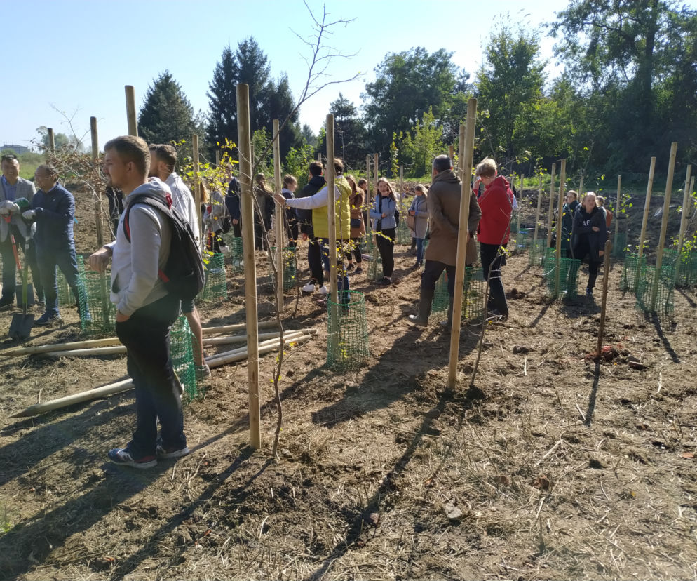 Akademia Górniczo-Hutnicza posadziła las w Rybitwach