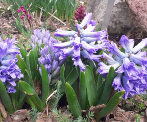Wiosna budzi się w Arboretum w Bolestraszycach