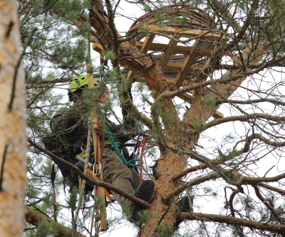 Gniazdo Sokoła Wędrownego gdzieś w lasach Nadleśnictwa Karczma Borowa