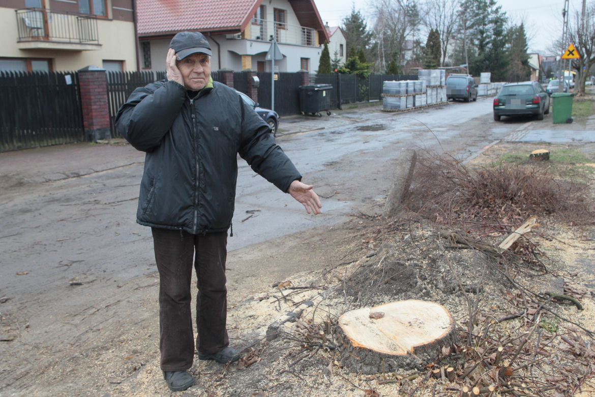  W Wołominie wycinają drzewa na potęgę! Mieszkańcy są wściekli
