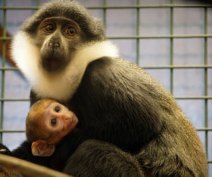 Afrykańska małpa, która lubi śnieg przyszła na świat w zoo we Wrocławiu