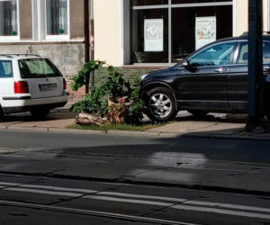Wycięte drzewa w centrum Szczecina nagle odżyły