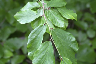 Parocja perska - Parrotia persica