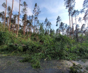 Potężna nawałnica przeszła przez Bory Tucholskie. Powalone drzewa, zablokowane drogi