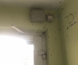 Biedronki azjatyckie zaatakowały całą Bydgoszcz. To prawdziwa inwazja! [ZDJĘCIA OD CZYTELNIKÓW]