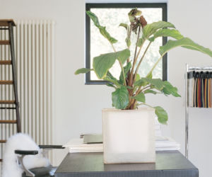 Tacca