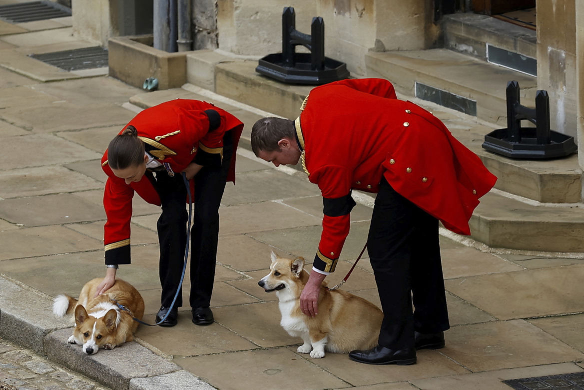 Ukochane corgi królowej były przy niej do końca. "Czuwały przy łożu śmierci"
