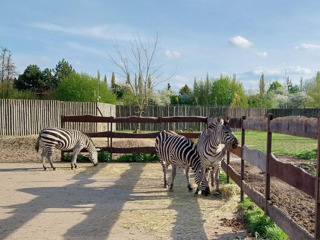 Wiosenny spacer w zamojskim zoo