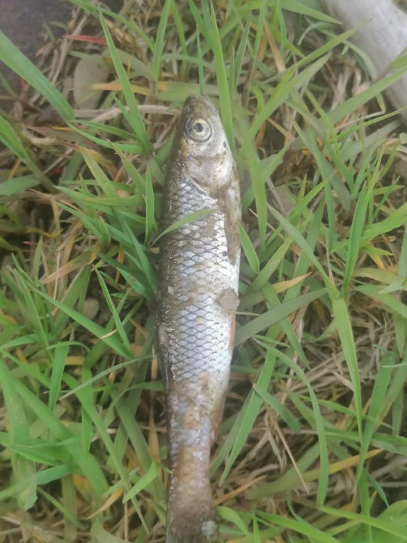 Martwa rzeka, śnięte ryby w Sole