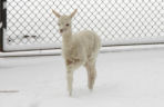 Biały jak śnieg samczyk alpaki urodził się w Warszawie