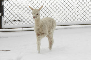 Biały jak śnieg samczyk alpaki urodził się w Warszawie