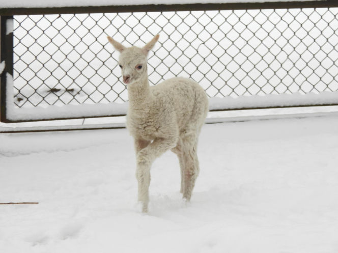 Biały jak śnieg samczyk alpaki urodził się w Warszawie
