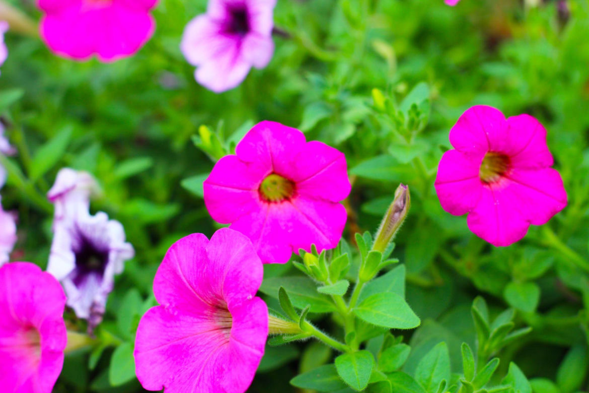 Supertunia