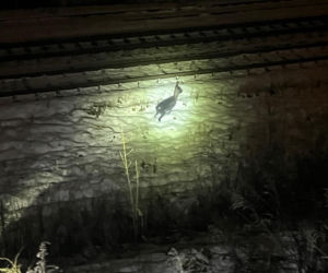 Myśleli, że to dzik. Maleńka sarenka została uratowana z niebezpiecznej pułapki