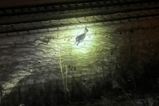 Myśleli, że to dzik. Maleńka sarenka została uratowana z niebezpiecznej pułapki