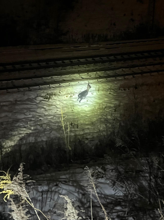 Myśleli, że to dzik. Maleńka sarenka została uratowana z niebezpiecznej pułapki