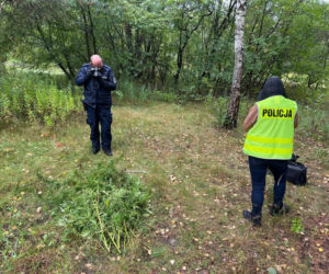 Dziecko z podstawówki założyło plantację marihuany?! Narkotyki miały trafić do szkół