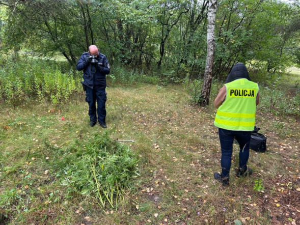 Dziecko z podstawówki założyło plantację marihuany?! Narkotyki miały trafić do szkół
