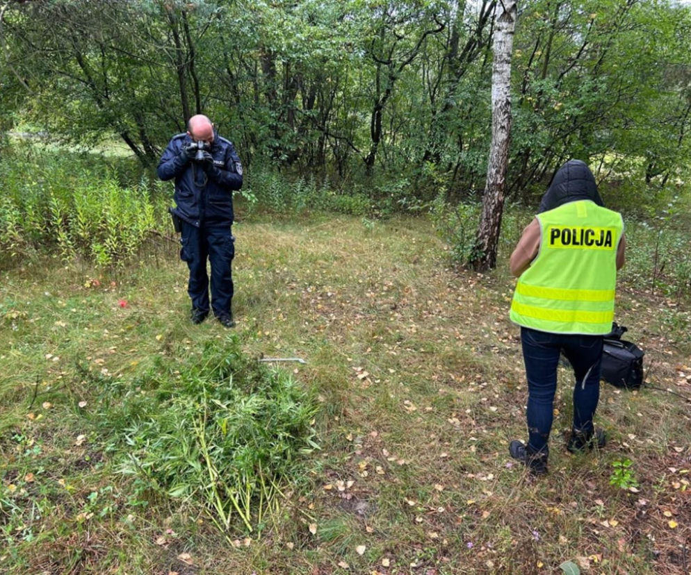 Szokujące odkrycie w lesie. Uczeń podstawówki założył plantację marihuany pod Otwockiem