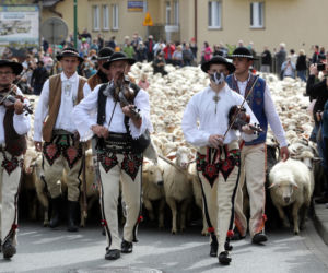 Jesienny redyk owiec w Szczawnicy