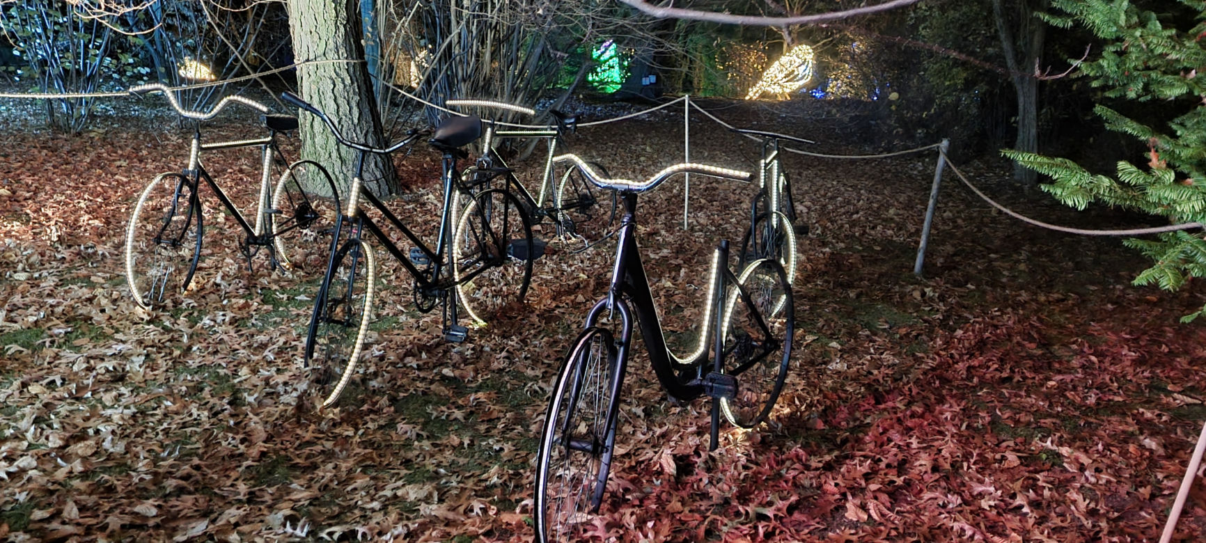 Ogród Botaniczny po zmroku zamienia się w magiczny ogród [GALERIA]