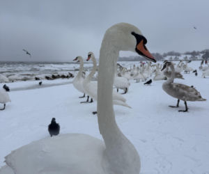 Bałtyk zimową porą, uchwycony w kadrach