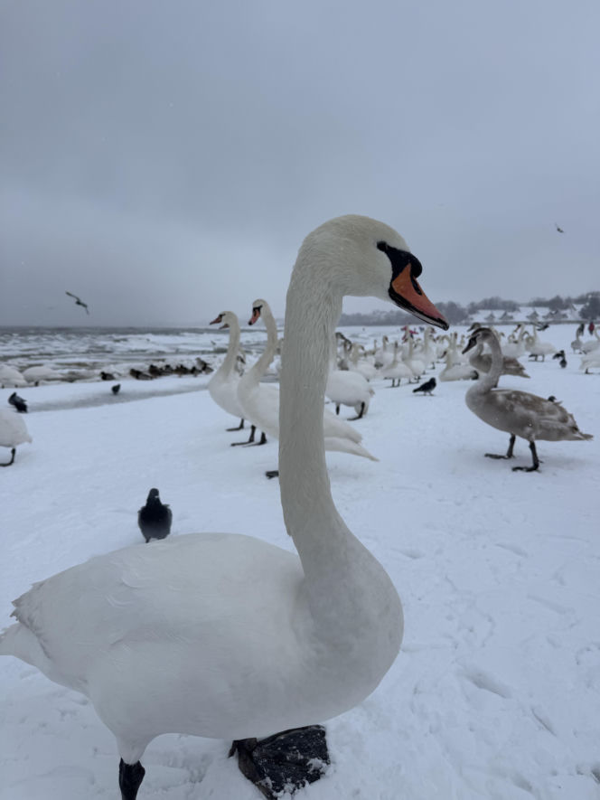 Bałtyk zimową porą, uchwycony w kadrach