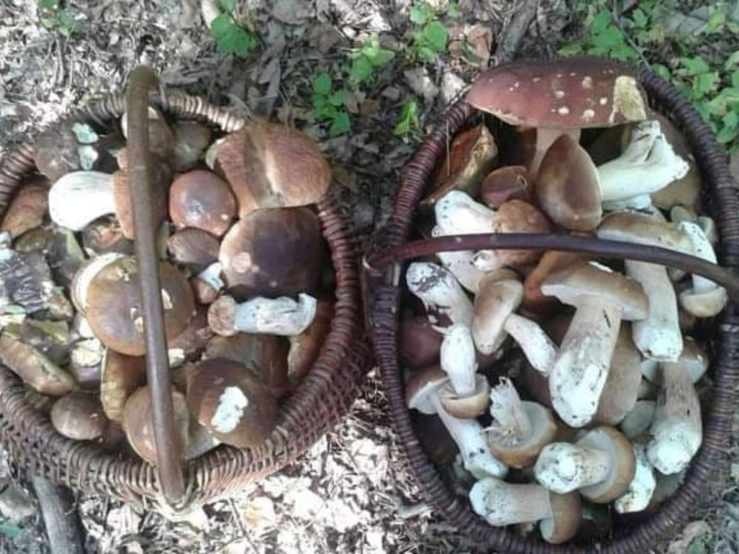 Są już grzyby w woj. lubelskim! Mieszkańcy chwalą się zbiorami