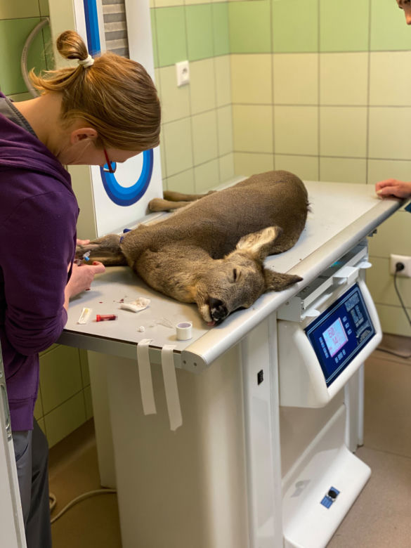 Oswojona sarna przez śnieg zgubiła drogę do domu [ZDJĘCIA]