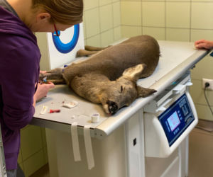 Oswojona sarna przez śnieg zgubiła drogę do domu [ZDJĘCIA]