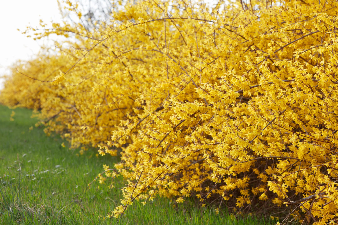 Forsycja