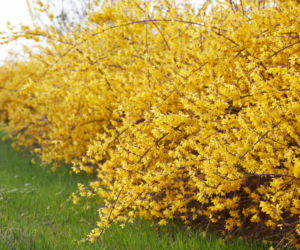 Forsycja