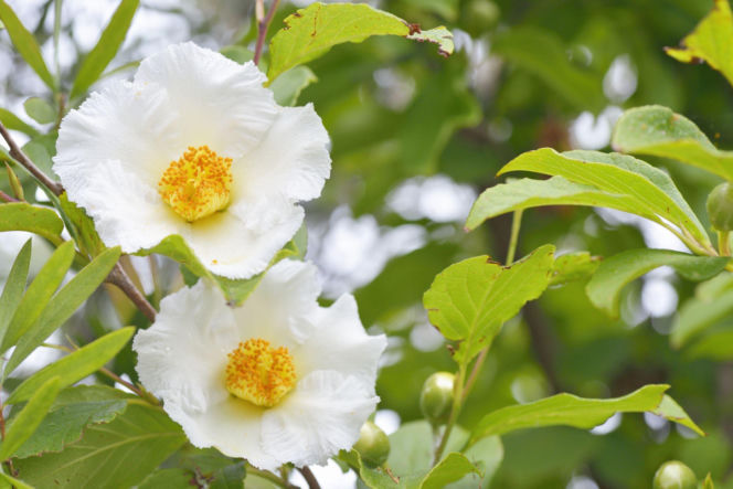 Stewarcja kameliowata 