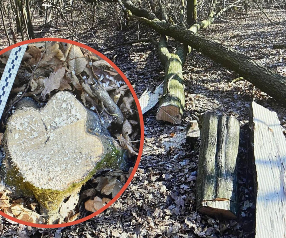 Nowiny: Drzewo przygniotło 29-latka. Makabryczny wypadek pod Lublinem