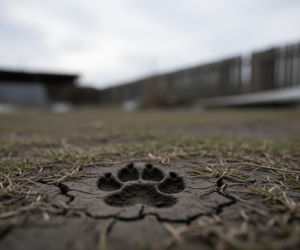 66-latek oskarżony o znęcanie się nad psami. Co ujawniła interwencja?