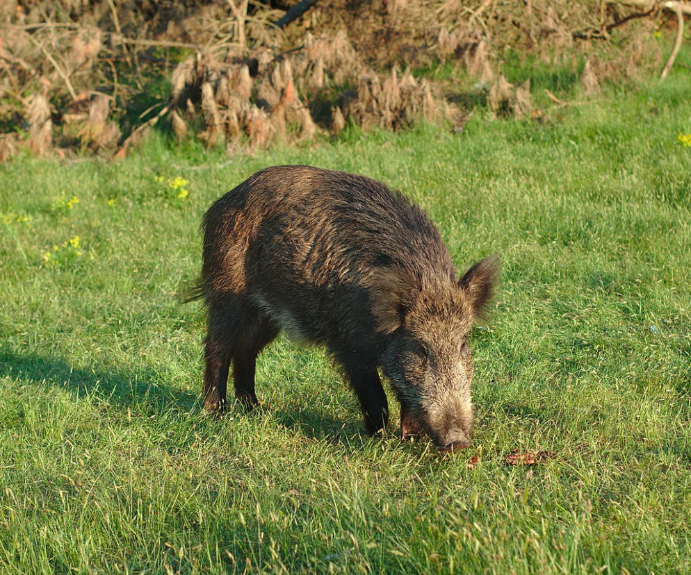 Dziki pojawiają się w miejskich parkach