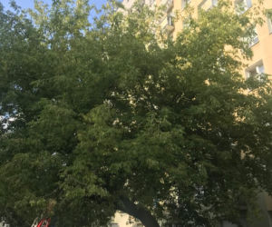 Brawurowa akcja strażaków na Pradze Południe