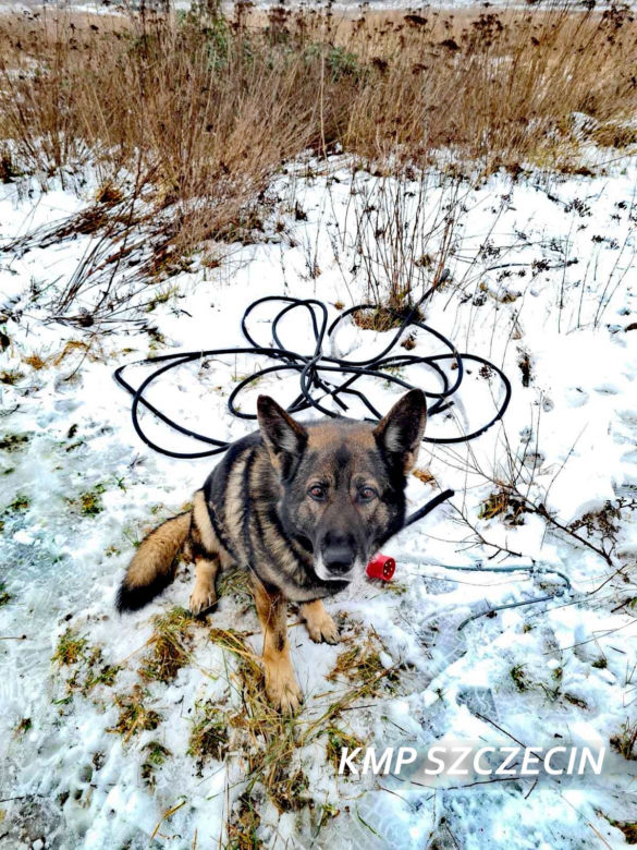 Karzeł ma nosa! Czworonożny policjant na tropie skradzionych kabli
