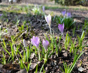 Wiosna coraz śmielej daje o sobie znać! Krokusy kwitną, pszczoły ruszyły do pracy