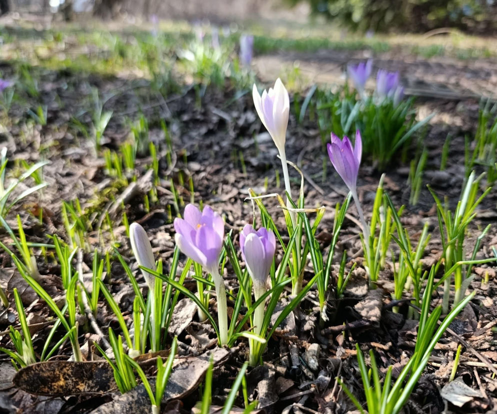 Wiosna coraz śmielej daje o sobie znać! Krokusy kwitną, pszczoły ruszyły do pracy