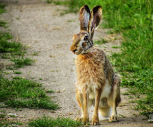 Podlaska fauna