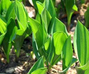 Natychmiast usuń z ogrodu! Ten piękny kwiat jest silnie trujący